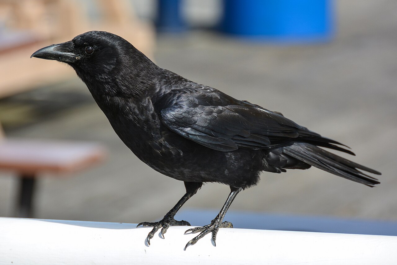 Crow (Australian Aboriginal mythology)