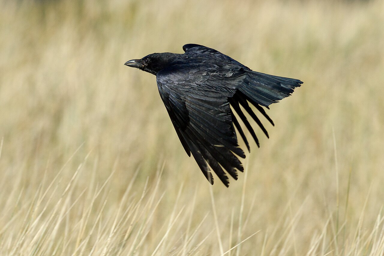 Crow (Australian Aboriginal mythology)